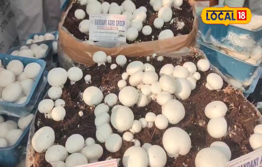2 लाख से 10 करोड़ तक का सफर... शीतलपुर बना बिहार का मशरूम हब, 700 क्विंटल की डेली है पैदावार, जानें तरीका