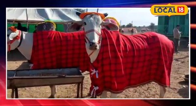 लव कुश बैल 