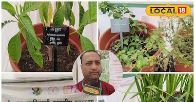 छत्तीसगढ़ के औषधीय पौधे