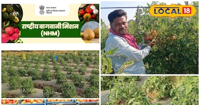 टमाटर की खेती से लाखों इनकम