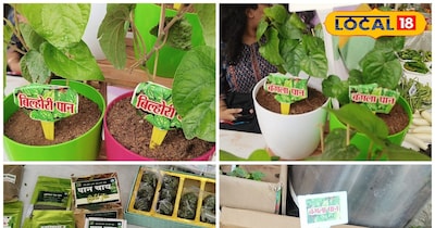 पान की खेती