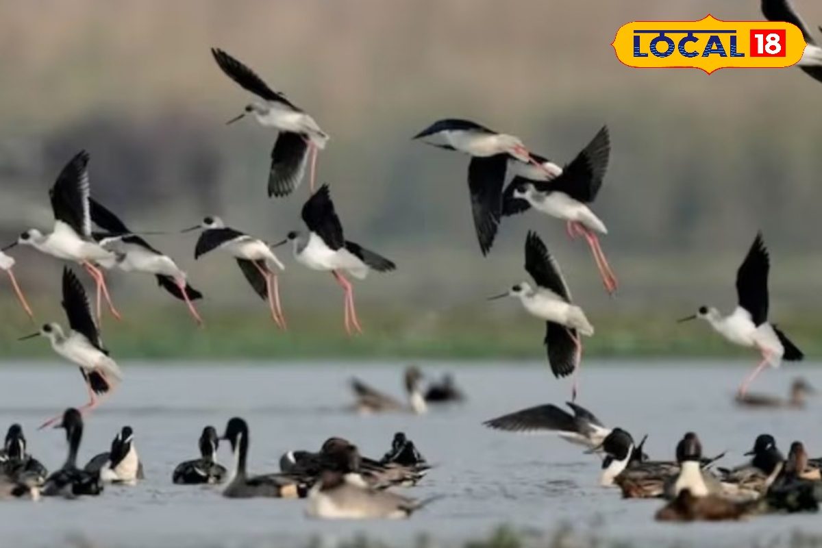 GK: हजारों किलोमीटर उड़कर हर साल यहां आते हैं एक से बढ़कर एक विदेशी पक्षी, इस बात का भी है संकेत