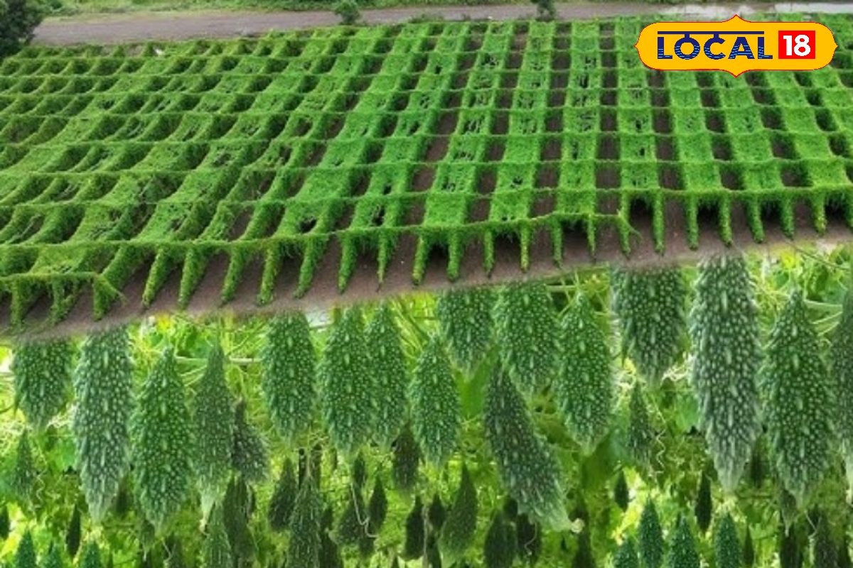 Agri Tips: मचान बनाते समय लगा लें यह तरकीब तो पांच साल तक ढीली नहीं होगी रस्सी, सही दिशा भी बेहद जरूरी