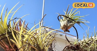 बाड़मेर में एयर प्लांट बने आकर्षण का केंद्र,पहली बार रेगिस्तान की हवा में पनप रहे