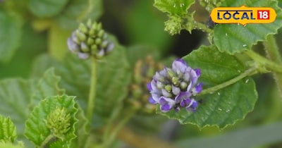 Bavchi Bakuchi is effective in treating hundreds of diseases, from cancer to ski