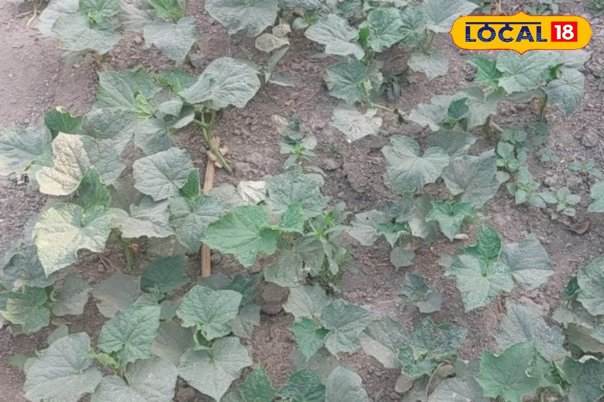 खीरे की ये टॉप किस्में इस मौसम में मचाएंगी धूम, 15 दिन में पौधा होगा तैयार, पाएं रिकॉर्ड तोड़ पैदावार