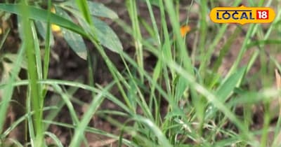 दुब घास सेहत के लिए होती है फायदेमंद।