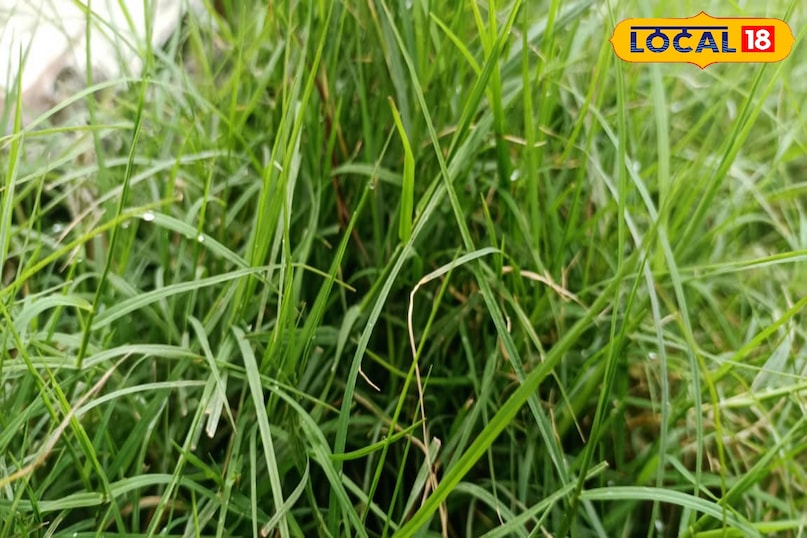 মোরাদাবাদের খবর, স্থানীয় খবর, হিন্দি খবর, আপ নিউজ, মোরাদাবাদের খবর, হিন্দি খবর, স্থানীয় খবর, ইউপি খবর।