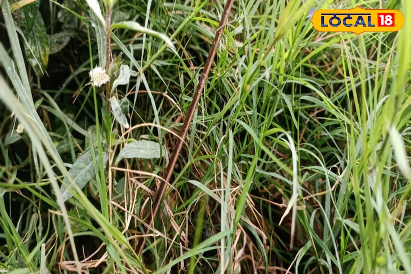 মোরাদাবাদের খবর, স্থানীয় খবর, হিন্দি খবর, আপ নিউজ, মোরাদাবাদের খবর, হিন্দি খবর, স্থানীয় খবর, ইউপি খবর।