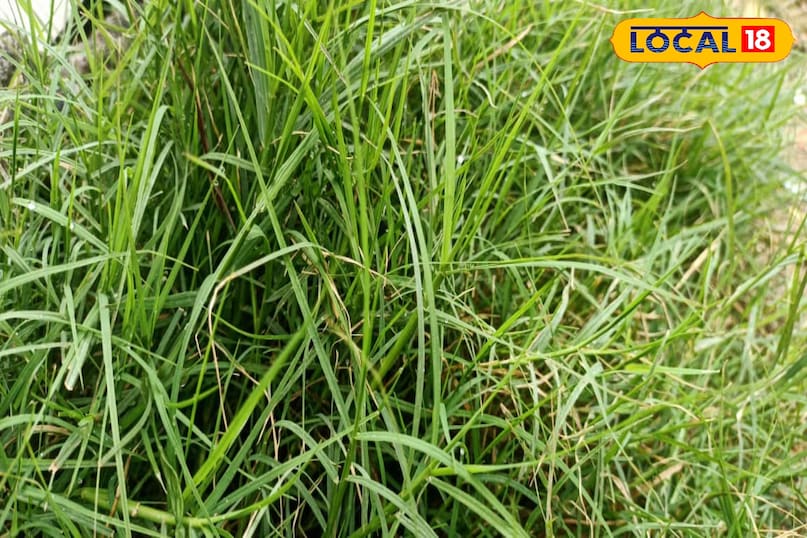 মোরাদাবাদের খবর, স্থানীয় খবর, হিন্দি খবর, আপ নিউজ, মোরাদাবাদের খবর, হিন্দি খবর, স্থানীয় খবর, ইউপি খবর।