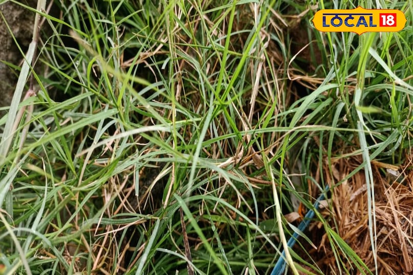 মোরাদাবাদের খবর, স্থানীয় খবর, হিন্দি খবর, আপ নিউজ, মোরাদাবাদের খবর, হিন্দি খবর, স্থানীয় খবর, ইউপি খবর।