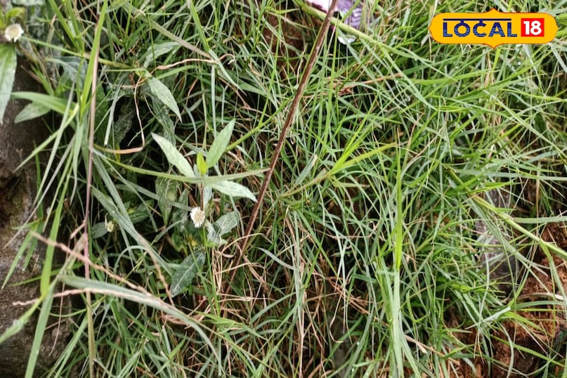 মোরাদাবাদের খবর, স্থানীয় খবর, হিন্দি খবর, আপ নিউজ, মোরাদাবাদের খবর, হিন্দি খবর, স্থানীয় খবর, ইউপি খবর।