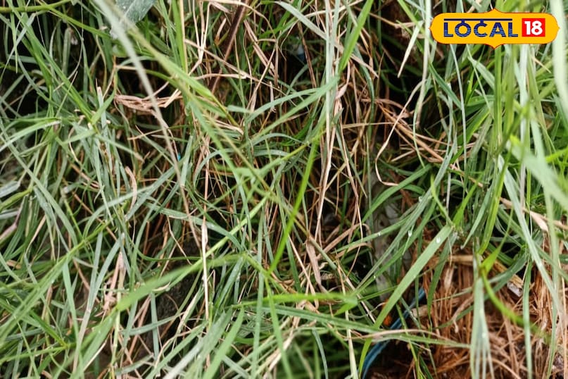 মোরাদাবাদের খবর, স্থানীয় খবর, হিন্দি খবর, আপ নিউজ, মোরাদাবাদের খবর, হিন্দি খবর, স্থানীয় খবর, ইউপি খবর।