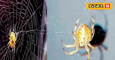 मकड़ी का जाला