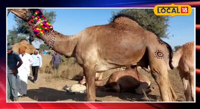 संचौरी नस्ल का ऊंट "राजा" 