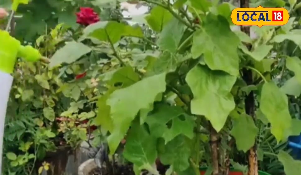 1 मिनट में घर पर तैयार होगा नेचुरल स्प्रे, जड़ से खत्म कर देगा खेत-बागवानी के कीट और रोग, पौधे की सेहत भी नहीं करता खराब