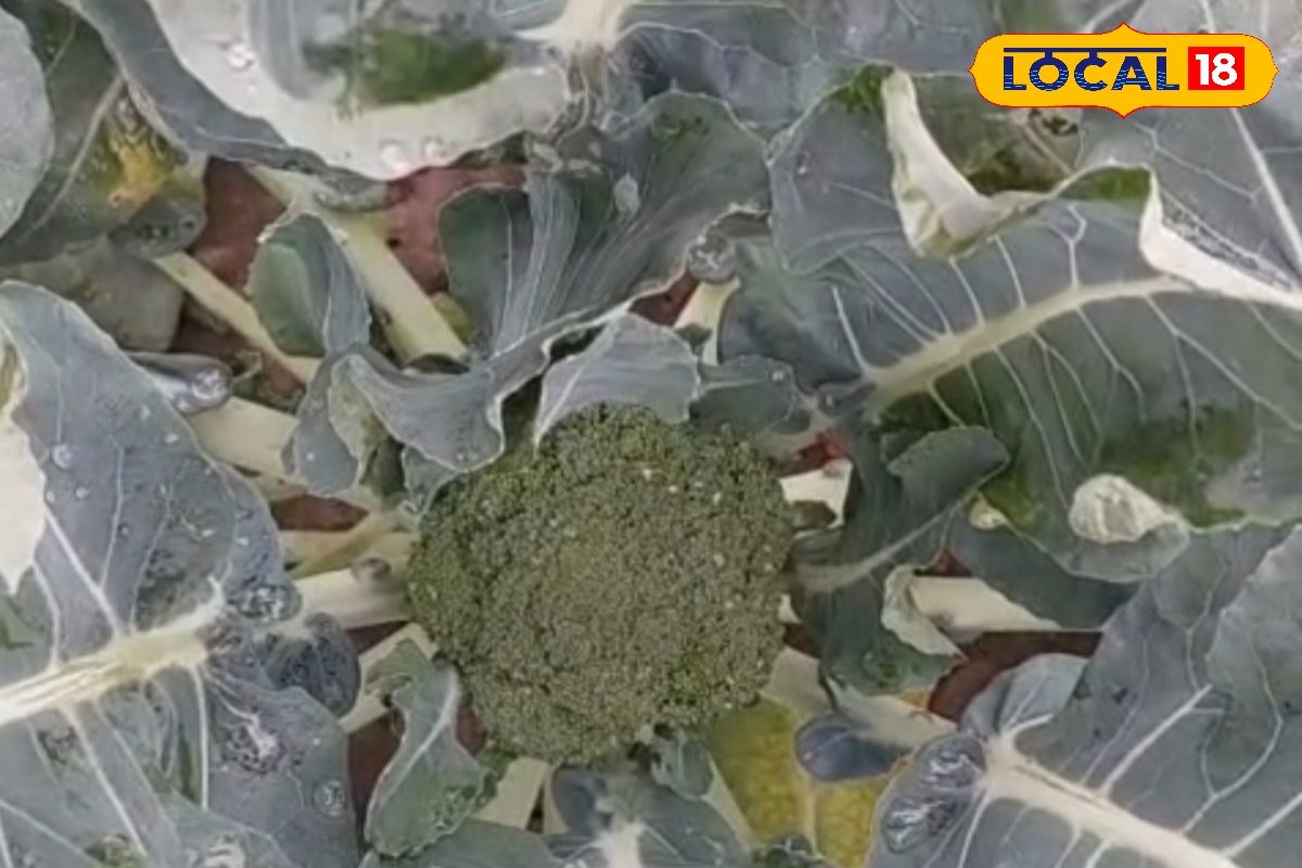 फरवरी में ब्रोकली की खेती से बढ़ेगी आमदनी, एक्सपर्ट से जानें ये खास टिप्स