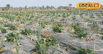 प्याज का साइज भी ऐसा था कि किसान को खुद पर विश्वास नहीं था. एक-एक प्याज का वजन 3