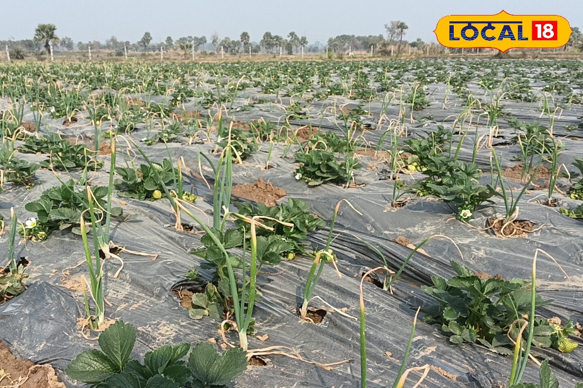 कभी देखी है स्ट्रॉबेरी के साथ प्याज की खेती, बिहार के किसान कर रहे आधा कट्ठा में 3 क्विंटल उत्पादन, कमाई झमाझम!