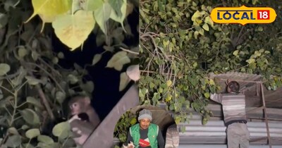 कुत्ते के बच्चे को पेड़ पर लेकर चढ़ा शरारती बन्दर, आठ घंटे तक थमी रही हवा में सा