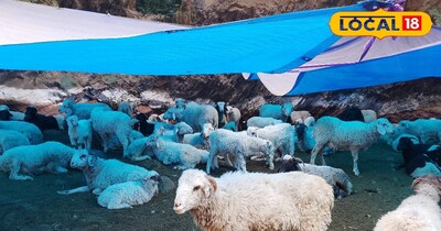 भेड़पालकों की दुनिया 