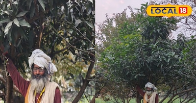 आम की खेती से बंपर पैदावार