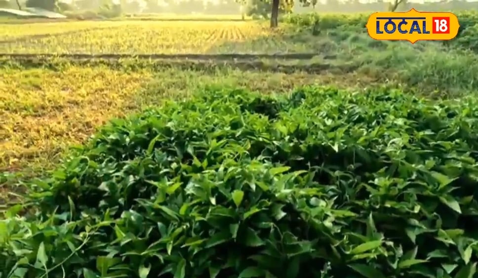 Animal Husbandry: कम खर्च में ज्यादा दूध, पशुपालकों की पहली पसंद बना बरसींम चारा