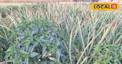 लहसुन व मिर्च की बाजारों में रहती है काफी डिमांड