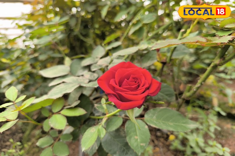 Rose Farming Business, khargone Farmer Success Story, Farming Business Ideas, Agriculture news, local18, khargone letest news, Madhya Pradesh hindi news Rose Farming Business, khargone Farmer Success Story, Farming Business Ideas, Agriculture news, local18, khargone letest news, Madhya Pradesh hindi news