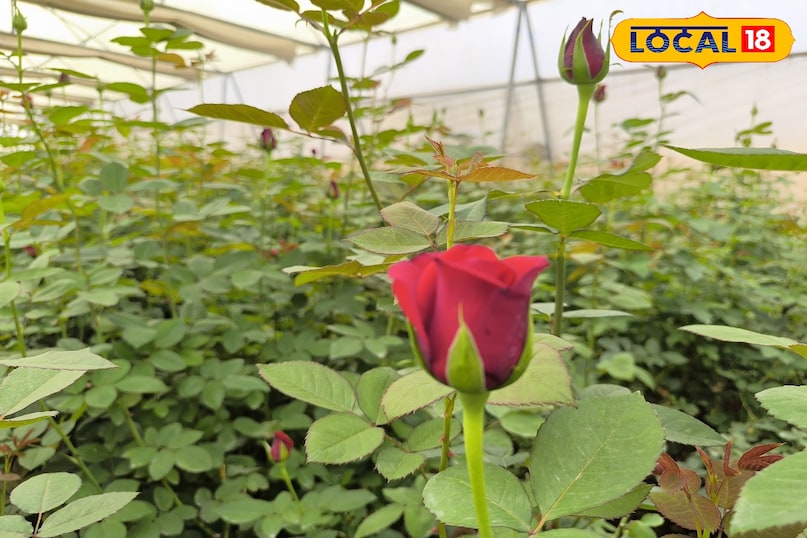 nitin malakar success story, Rose Farming Business, khargone Farmer Success Story, Farming Business Ideas, Agriculture news, local18, khargone letest news, Madhya Pradesh hindi news nitin malakar success story, Rose Farming Business, khargone Farmer Success Story, Farming Business Ideas, Agriculture news, local18, khargone letest news, Madhya Pradesh hindi news