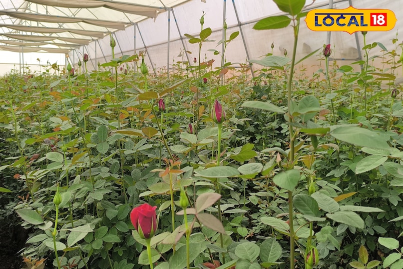 Rose Farming Business, khargone Farmer Success Story, Farming Business Ideas, Agriculture news, local18, khargone letest news, Madhya Pradesh hindi news Rose Farming Business, khargone Farmer Success Story, Farming Business Ideas, Agriculture news, local18, khargone letest news, Madhya Pradesh hindi news
