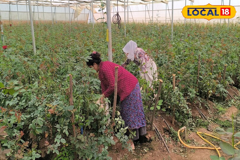nitin malakar success story, Rose Farming Business, khargone Farmer Success Story, Farming Business Ideas, Agriculture news, local18, khargone letest news, Madhya Pradesh hindi news nitin malakar success story, Rose Farming Business, khargone Farmer Success Story, Farming Business Ideas, Agriculture news, local18, khargone letest news, Madhya Pradesh hindi news