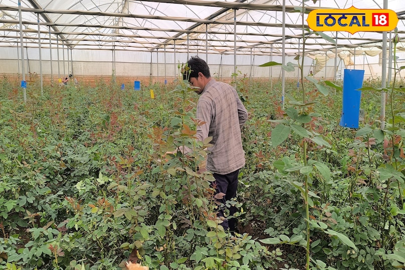 Successful Farmer nitin malakar Story, nitin malakar success story, Rose Farming Business, khargone Farmer Success Story, Farming Business Ideas, Agriculture news, local18, khargone letest news, Madhya Pradesh hindi news Successful Farmer nitin malakar Story, nitin malakar success story, Rose Farming Business, khargone Farmer Success Story, Farming Business Ideas, Agriculture news, local18, khargone letest news, Madhya Pradesh hindi news