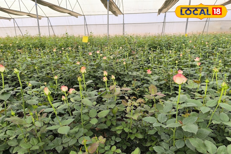 nitin malakar success story, Rose Farming Business, khargone Farmer Success Story, Farming Business Ideas, Agriculture news, local18, khargone letest news, Madhya Pradesh hindi news nitin malakar success story, Rose Farming Business, khargone Farmer Success Story, Farming Business Ideas, Agriculture news, local18, khargone letest news, Madhya Pradesh hindi news