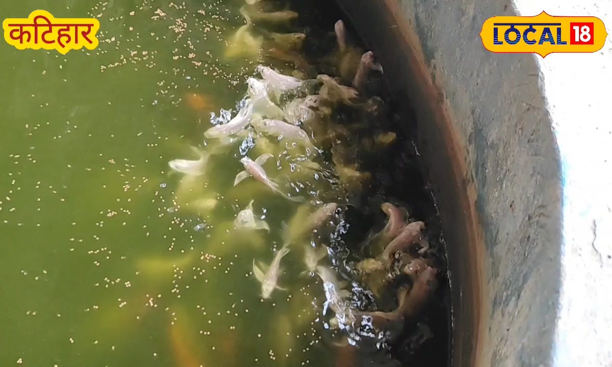 1 रुपये की रंगीन मछली से लाखों का कारोबार, छोटे सपने से बड़ा बिजनेस खड़ा करने वाले राजेश कुमार, नेपाल तक सप्लाई!