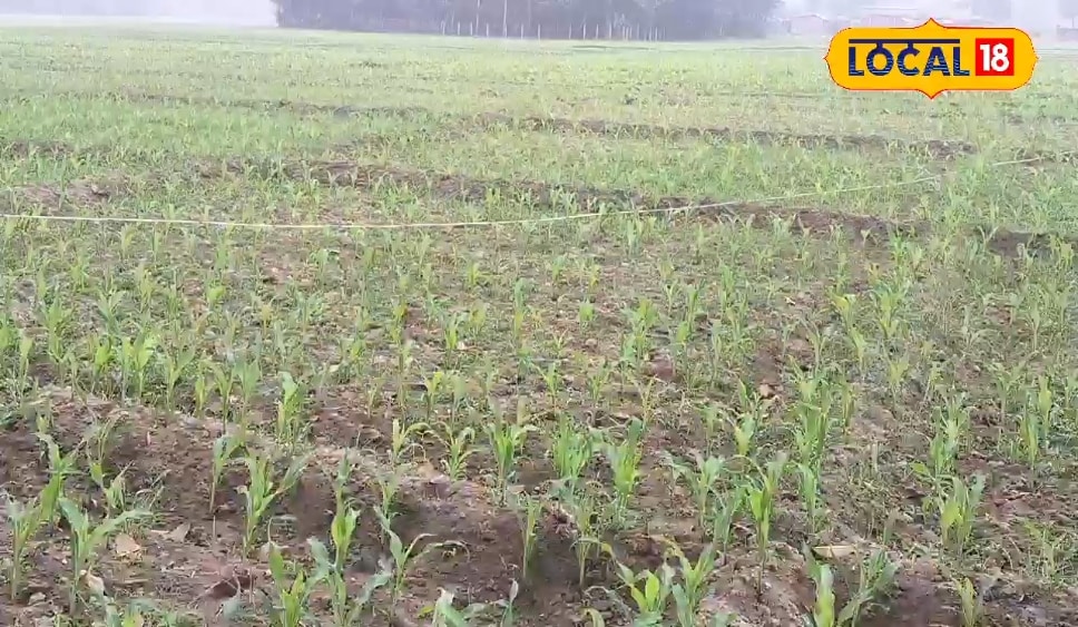 250000 की लागत में 8000000 का मुनाफा: बिहार में 12वीं पास किसान इस खेती में कर रहा कमाल, जानें तरीका