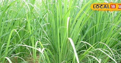 लेमन ग्रास 