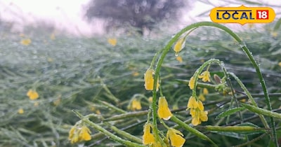 सरसों की फसल