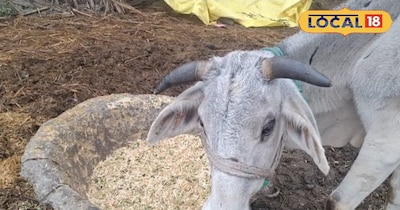 पशुओं का आहार