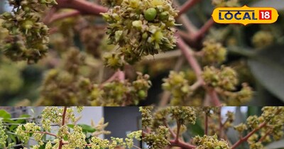 Sooty mold threatens mangoes, Spray three teaspoons of this medicine in 6 liters