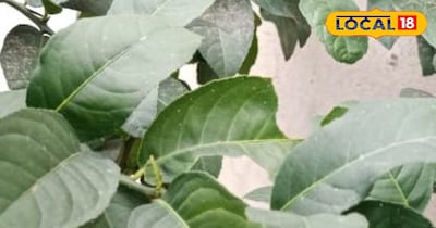 नींबू के पत्ते हमारे सेहत के लिए होते हैं फायदेमंद।