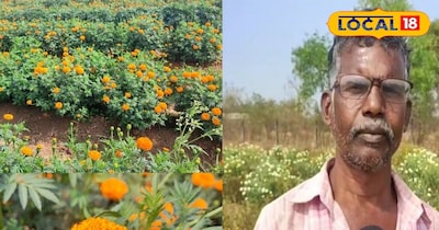 कम लागत, ज्यादा कमाई- कलकत्ता गेंदा बन रहा बस्तर के किसानों की पहली पसंद