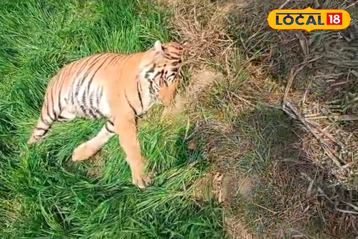 VTR के बाघों को किसकी नजर लगी? जंगल किनारे खेत से नर बाघ का शव बरामद, वन विभाग को इस बात की आशंका!