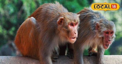 Chitrakoot Fights Monkey Menace: Locals to Get Paid for Catching Monkeys