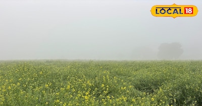 बारिश के कारण सरसों की फसल में नुक़सान की आशंका 