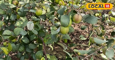 बेर की खेती मुनाफे का सौदा है.