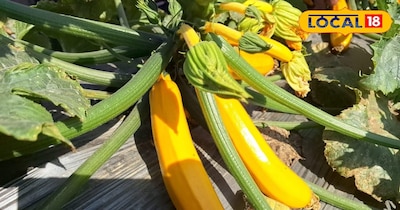 जुकीनी की खेती 