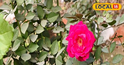 गुलाब का पौधा 