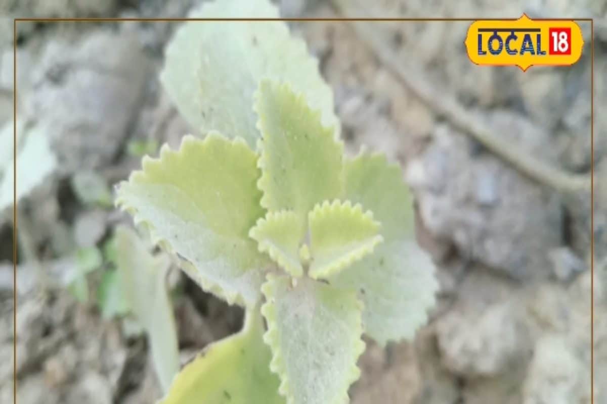 क्यूबन ऑर्गेनो! चमत्कार की दुकान है यह पेड़, प्रोटीन-मिनरल्स से भरपूर..स्वाद और अद्भुत फायदे, दर्द-सुजन से मिलेगी राहत