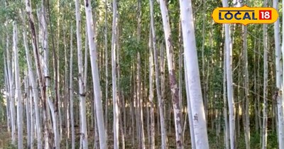 यूकेलिपटस का पौधा 